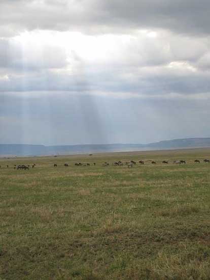 serengeti_01