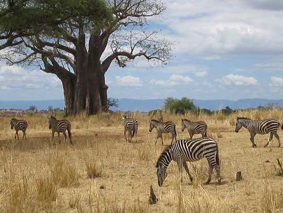 tarangire_park_04