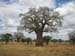 tarangire_park_01